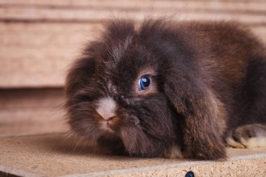 sevimli aslan baş tavşan tavşan ahşap arka planda yalan