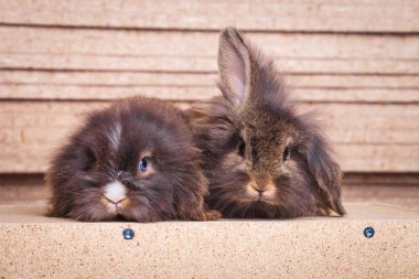 İki sevimli aslan kafa bunnys ahşap arka plan üzerinde yalan tavşan