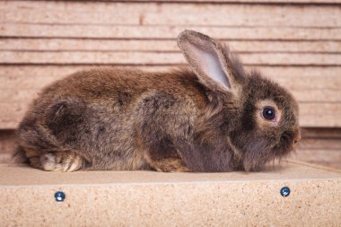 Bir tüylü aslan baş tavşan tavşan yatan tam vücut