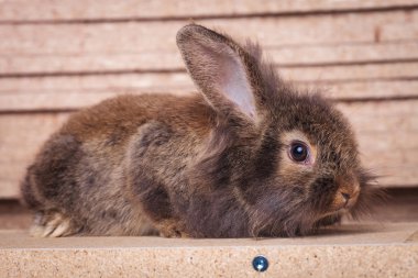 Aslan tavşan tavşan üzerinde tahta bir kutu yalan baş