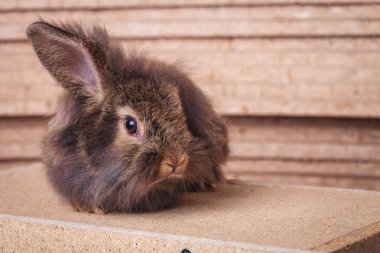 Tavşan tavşan oturan tek aslan baş