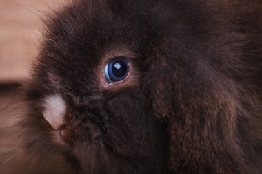 Kameraya bakarak sevimli aslan baş tavşan tavşan.