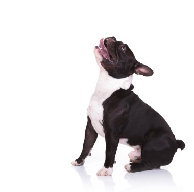 bir hayran Fransız bulldog köpek yavrusu ararken yan görünüm