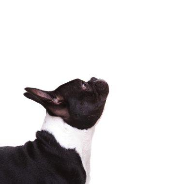 closeup ararken bir Fransız bulldog köpek yavrusu