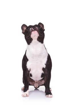 Fransız bulldog köpek yavrusu oturma sırasında ararken