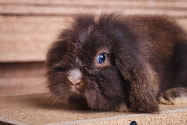 sevimli aslan baş tavşan tavşan ahşap arka planda yalan