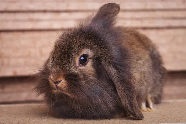 Leone peloso testa coniglio coniglio seduto su sfondo di legno — Foto Stock
