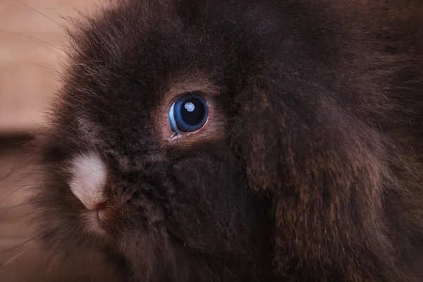 Kameraya bakarak sevimli aslan baş tavşan tavşan.