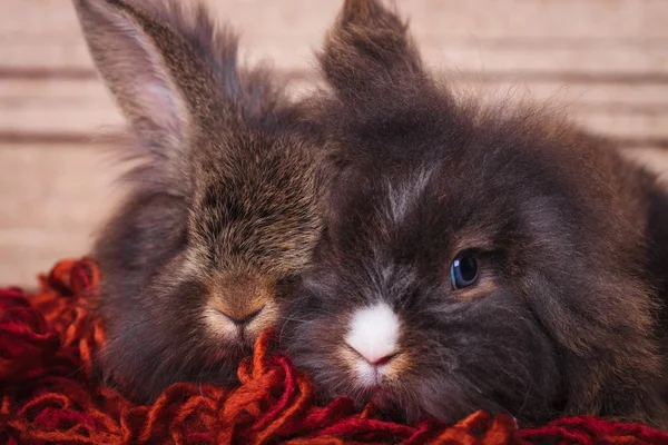 Leone testa coniglio coniglietti sdraiati insieme su una sciarpa rossa . — Foto Stock
