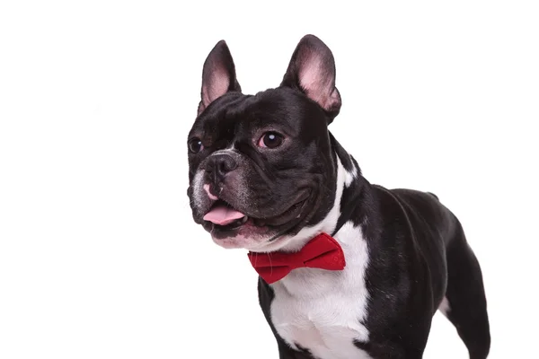 Lado de un cachorro de bulldog francés jadeando con corbata de lazo — Foto de Stock