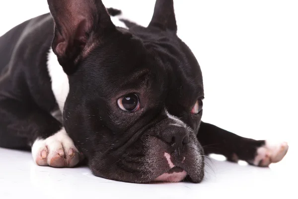 Close-up van een triest Franse bulldog puppy hondje — Stockfoto