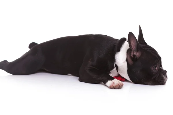 Zijaanzicht van een moe Franse bulldog pup liggen — Stockfoto