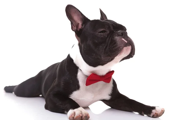 Arrogante poco francés bulldog cachorro olfateando un aroma — Foto de Stock