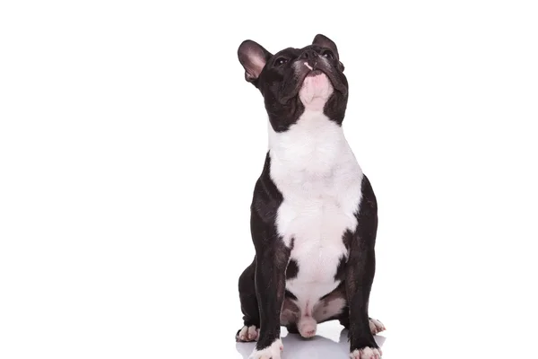Curioso poco bulldog francés cachorro sentado y mirando hacia arriba — Foto de Stock
