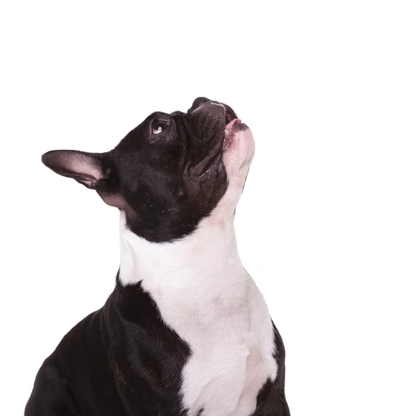 Oldalnézetből a francia bulldog szájjal nyitott keresi fel — Stock Fotó