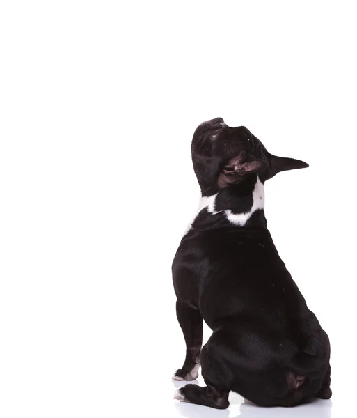 Вид сзади сидящего щенка французского бульдога, смотрящего вверх — стоковое фото