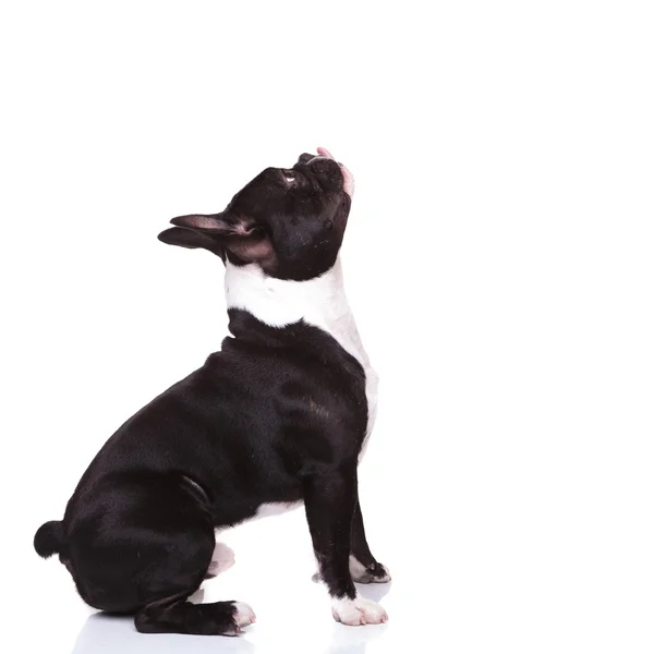 Lado de un bulldog francés con lengua hacia fuera mirando hacia arriba — Foto de Stock