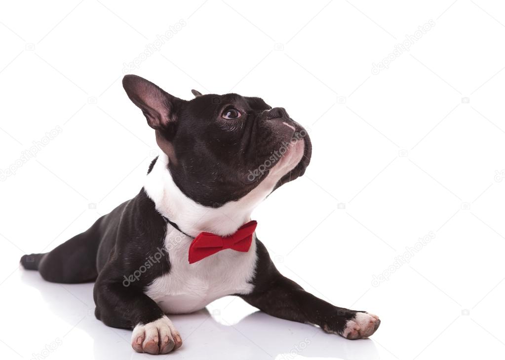 side of  french bulldog puppy wearing bow tie looking up
