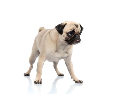 Beyaz arka plana bakarken dili açıkta duran sevimli küçük pug köpeği.
