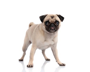 Beyaz arka planda yalıtılmış bir şekilde dilini dışarı çıkarırken ileri ve ileri bakan sevimli yavru köpek.