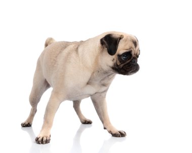 Beyaz arka planda tek başına duran ve aşağıya bakan meraklı yavru köpek.