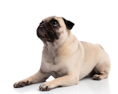 Beyaz arka planda izole edilmiş dille yerde yatan komik pug köpeğinin yan görüntüsü