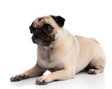 Tatlı yavru geyik köpeği beyaz arka planda uzanıyor ve uzaklara bakıyor.