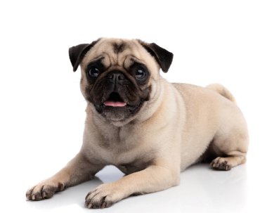 Güzel pug dog uzanıyor ve soluk soluğa, beyaz arka planda tek başına ileriye bakıyor.