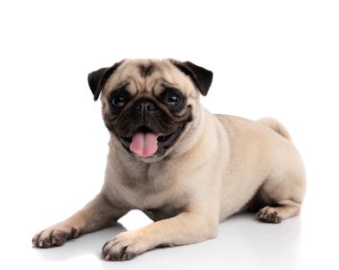 Sevimli pug köpeği beyaz arka planda yalnız başına ileriye bakarken yere yatıp nefes nefese.