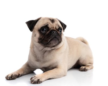 Kafası karışmış köpek yerde yatar ve beyaz arka planda izole edilmiş tarafa bakar.