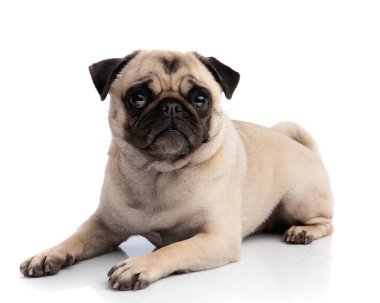 Tatlı köpek beyaz arka planda uzanıyor ve ileriye bakıyor.