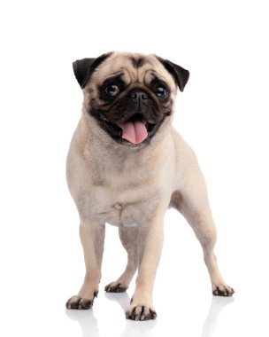 Beyaz arka planda soluk soluğa kalmışken ileri ve ileri bakan sevimli yavru köpek.