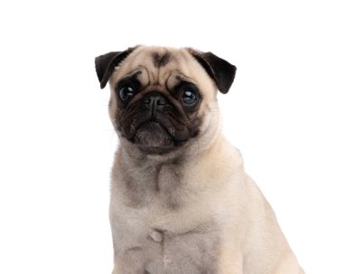 Şirin yavru köpek rahat bir şekilde oturuyor ve beyaz arka planda özenli bir ifadeyle ileriye bakıyor.