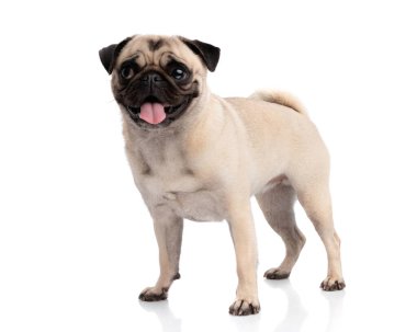 Güzel pug dog, beyaz arka planda izole bir şekilde ileri bakarken tüm vücut ve dilin dışarı fırlıyor.