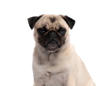 Huysuz yavru köpek oturuyor ve beyaz arka planda ciddi bir ifadeyle ileriye bakıyor.