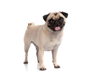 Beyaz arka planda dilini dışarı çıkarırken ileri ve ileri bakan sevimli yavru köpek.