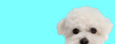 Pofuduk bir bizon köpeğinin manzara görüntüsü. Cyan arka planda izole edilmiş köşeden bakarken ileriye bakıyor.