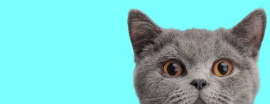 Şok olmuş bir İngiliz steyşın kedisine yaklaşıyoruz. Cyan arka planından dışarı bakıyor ve ileriye bakıyoruz.