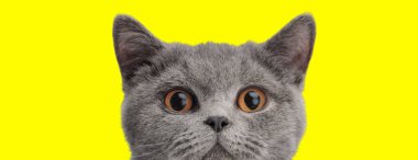 Sevimli İngiliz kısa hava kedisi ileriye bakıyor ve sarı arka planda geniş gözlerle dışarı bakıyor.
