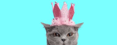 Pembe taç takan sevimli İngiliz kısa boylu kedisi mavi arka planda saklanırken ileriye bakıyor.