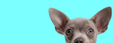 Meraklı küçük chihuahua köpeği mavi arka planda dikilip ileriye bakıyor.