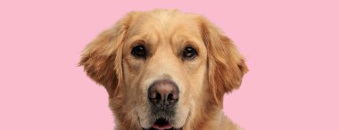Tatlı Golden Retriever köpeği soluk soluğa ve pembe arka planda ileriye bakıyor