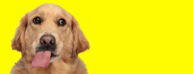 Sarı arka planda beklerken dillerini çıkarıp nefes nefese kalan aptal golden retriever köpeği.