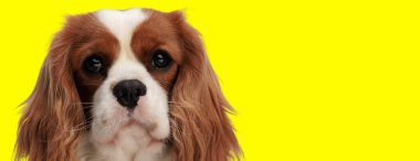 Değerli şövalye Kral Charles Spaniel Sarı bir arka planı bekliyor.