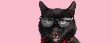 İnek siyah metis kedinin gözlük takıp kırmızı papyon takmasını ve pembe arka planda soluk soluğa kalmasını kapatın.