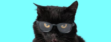 Gözlük takan akıllı siyah metis kedi ve cyan arka planda izole bir şekilde ileriye bakıyor.