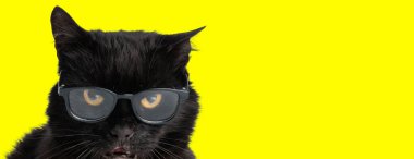 Huysuz siyah metis kedi gözlük takıyor ve sarı arka planda tek başına ileriye bakıyor.