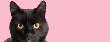 Pembe arka planda bekleyen, geniş sarı gözlü, sevimli, siyah bir metis kedisine yaklaş.