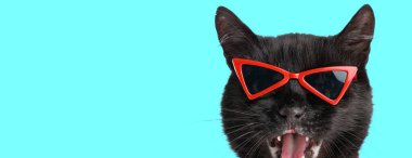 Havalı siyah kedi kırmızı güneş gözlüğü takıyor ve cyan arka planda ileriye bakarken ağzı açık bağırıyor.