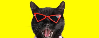 Kırmızı güneş gözlüğü takan ve sarı arka plana bakarken ağzı açık bağıran modaya uygun siyah metis kedisi.
